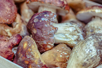 Freshly picked porcini mushrooms rest in a wooden basket, showcasing their earthy hues and textures, reflecting the essence of Toscana's autumn harvest.