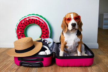 A beagle dog sits in a suitcase with things and a floating inflatable circle for a summer vacation...
