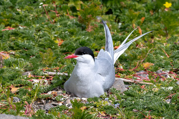 Breeding Seabird Species Arctic Tern (Sterna Paradisaea) On The Isle Of May In The Firth Of Forth Near Anstruther In Scotland