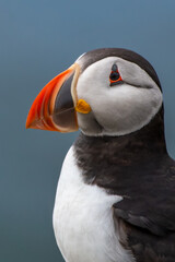 Seabird Species Atlantic Puffin (Fratercula arctica) On The Isle Of May In The Firth Of Forth Near...