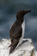 Seabird Species Razorbill (Alca Torda) On The Isle Of May In The Firth Of Forth Near Anstruther In Scotland