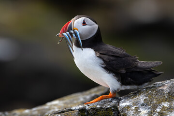 Seabird Species Atlantic Puffin (Fratercula arctica) With Sandeels On The Isle Of May In The Firth...