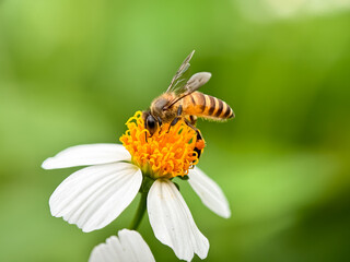 Close up of bees sucking nectar of bidens pilosa