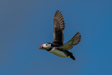 Seabird Species Atlantic Puffin (Fratercula arctica) Flies On The Isle Of May In The Firth Of Forth...