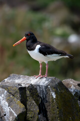 Seabird Species Oystercatcher (Haematopus Ostralegus) On The Isle Of May In The Firth Of Forth Near Anstruther In Scotland