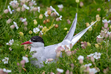 Breeding Seabird Species Arctic Tern (Sterna Paradisaea) On The Isle Of May In The Firth Of Forth Near Anstruther In Scotland