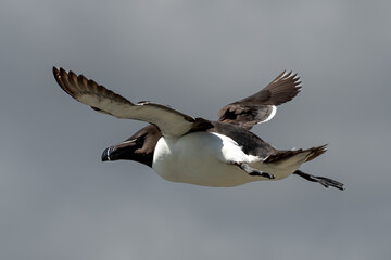 Seabird Species Razorbill (Alca Torda) Flies On The Isle Of May In The Firth Of Forth Near Anstruther In Scotland
