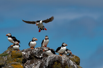 Group Of Seabird Species Atlantic Puffin (Fratercula arctica) On The Isle Of May In The Firth Of...