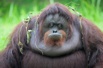 Borneo orangutan orangutans pongo pygmaeus 