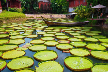 Fototapeta premium Victoria water lily giant pads on pond with traditional Thai wooden boat at Phuket, Thailand. Lake with floating green leaves of waterlily and boat. Tourism and travel landmark in Asia