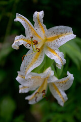 Takaosan flowers blossoms at Mt. Takao, Tokyo, Japan