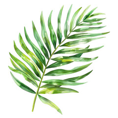 Areca Palm Leaf Watercolor Clipart on white background