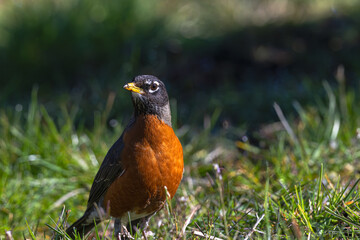 2024-03-14 A MATURE ROBIN ON THE GROUND LOOKING LEFET IN THE FRAME WITH A BRIGHT EYE COLORING AND NICE DETAIL