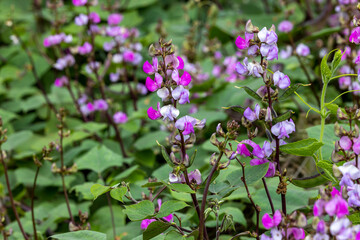 The purple hyacinth bean vegetable blooms in the garden during the winter season