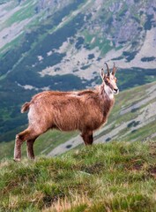 Chamois (rupicapra rupicapra tatrica) is standing on a mountain meadows. Mountains animal in Tatras, Carpathian. Wildlife animal photography.