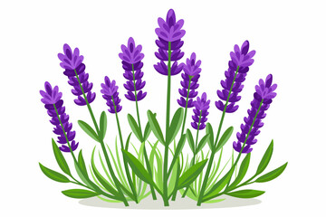 Obraz premium Purple Lavender Flowers with Green Leaves