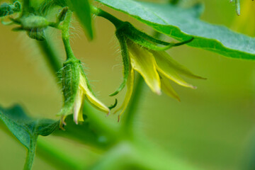 Tomatto flower
