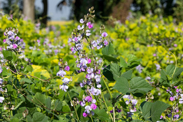 The purple hyacinth bean vegetable blooms in the garden during the winter season