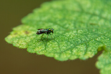 long-legged flies