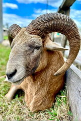 Bighorn sheep against the sky in the zoo