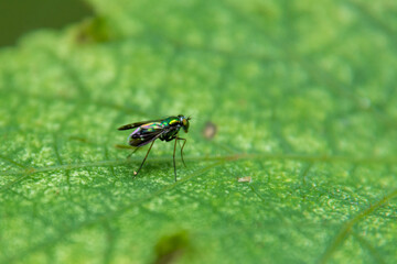 long-legged flies