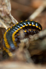 yellow-spotted millipede