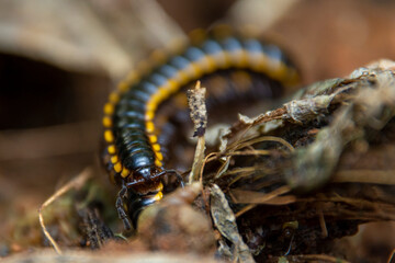 yellow-spotted millipede