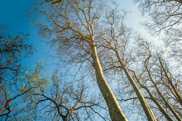 trees rising to blue sky in the forest