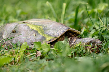 Indiana turtle on the grass