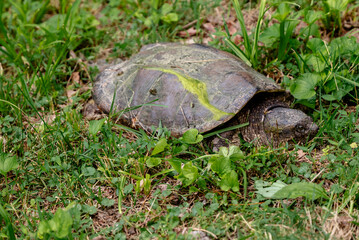 Indiana turtle on the grass