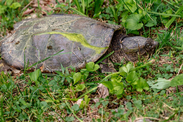 Snapping turtle on grass