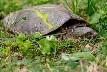 turtle on the grass