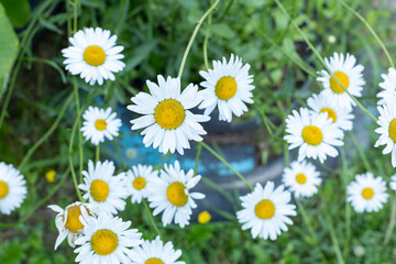 White Yellow Flowers , Daisy flowers natural fields on the top of mountain landscape