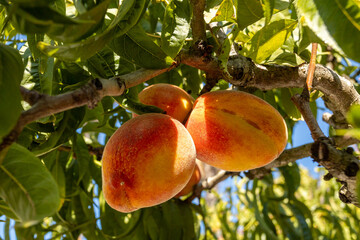 juicy summer peaches hanging on a tree branch in the Algarve in Portugal