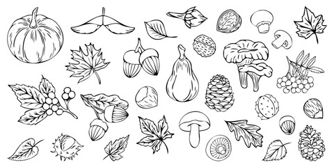 Set of autumn leaves and berries in linear style. Set of doodles. Autumn elements: leaves, mushrooms, chestnut, pumpkins, acorn in sketch style. Hand drawn vector illustration on white background.