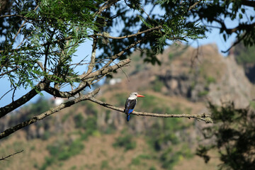 Wildlife on Cape Verde: a kingfisher bird