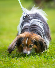 A dog with a long hair walks in the summer on a rainy day. White and sable Phalene or Continental Toy spaniel walks on the green grass. 