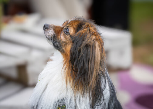 Drop eared phalene dog portrait. Portrait of white and red sable Phalene or Continental Toy spaniel. 