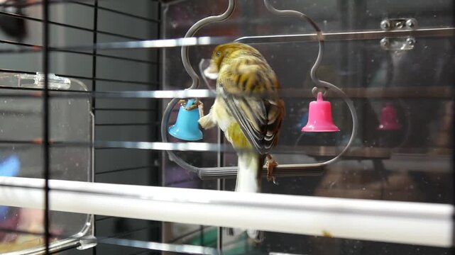 Close-up of a pet canary in a cage