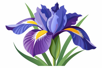 A Single Purple and Blue Iris Flower with Green Leaves