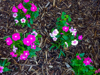 Red And White Vinca Or Periwinkle Growing In The City Garden In Summer In Wisconsin