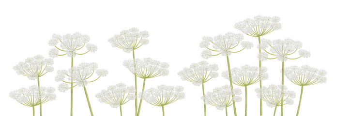 Pimpinella, Anise, field flowers, watercolor drawing wild plants at white background, floral elements, hand drawn botanical illustration