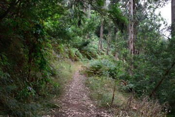 Trilho na natureza na ilha da Madeira