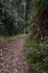 Trilho na natureza na ilha da Madeira