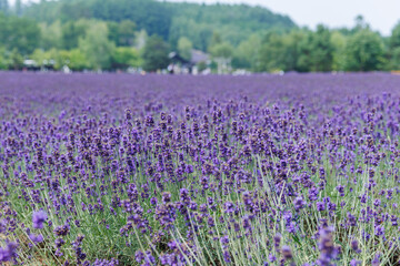 ラベンダー畑