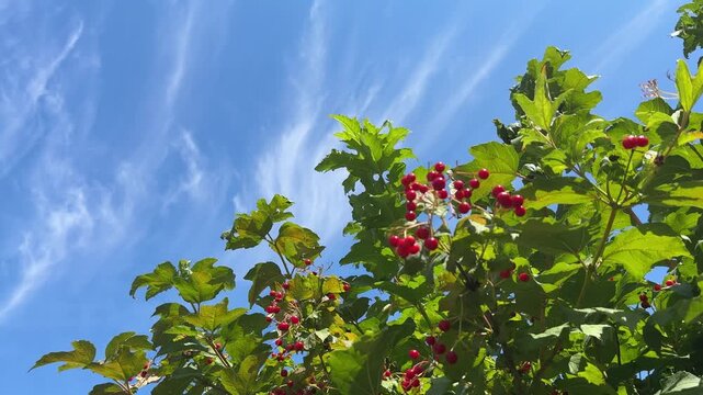 Red berries and green leaves of Viburnum shrub against blue sky.