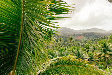 Palm fronds blow in the wind over a dense jungle filled with green palm trees on the tropical island of Taha'a. 