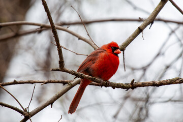 Male Northern Cardinal (Cardinalis cardinalis) in Central Park, New York, USA