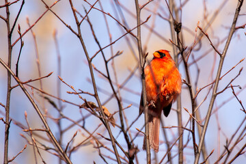 Male Northern Cardinal (Cardinalis cardinalis) in Central Park, New York, USA