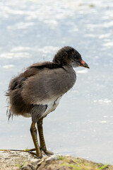 Juvenile Moorhen (Gallinula chloropus) in Turvey Nature Reserve, Dublin, Ireland